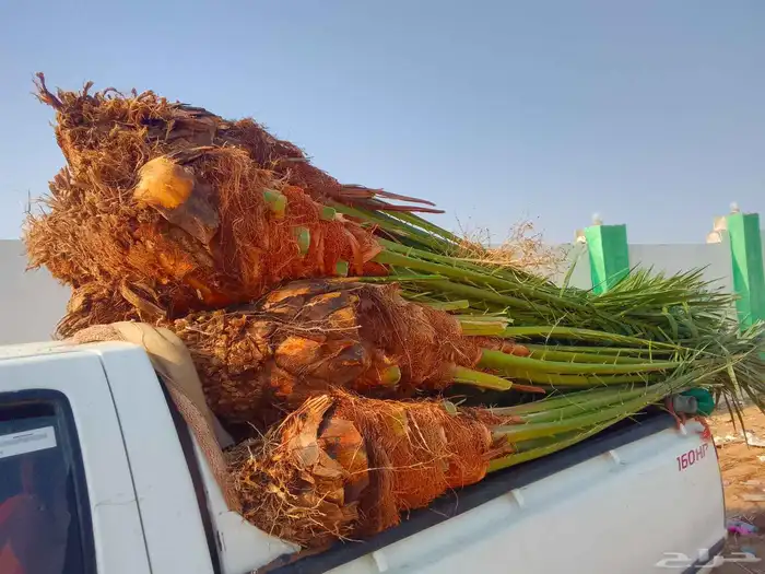 يوجد لدينا نخل للبيع ونوايع فاخره علا جميع المقاسات 9