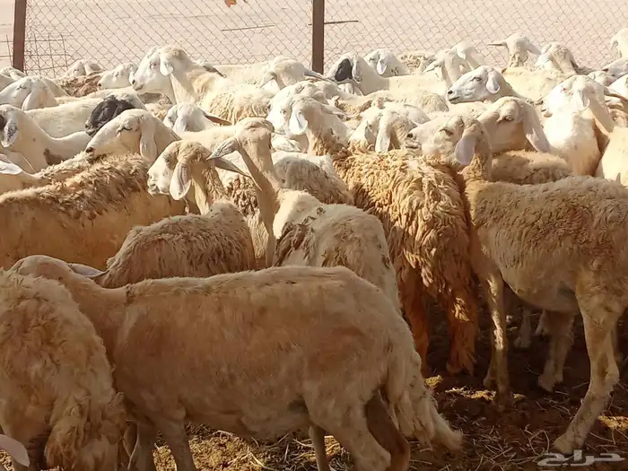 غنم حريه العدد 65تحتها14 5
