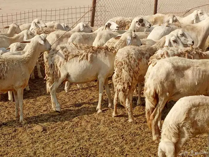 غنم حريه العدد 65تحتها14 7