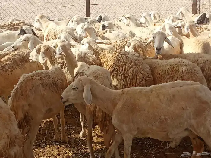 غنم حريه العدد 65تحتها14 4