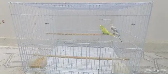 الطيور الزينه 1