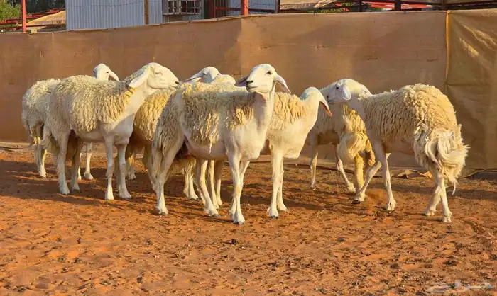رخال فواخر صنف ( تم البيع ) 2