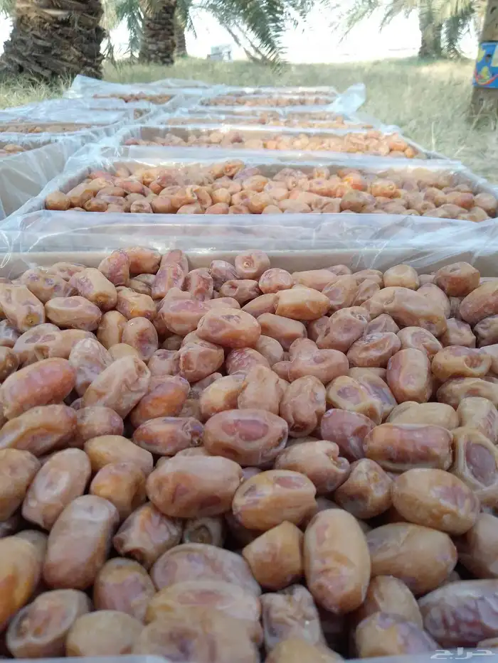 يوجد لدينا تمور فاخره للبيع اخلاص 4