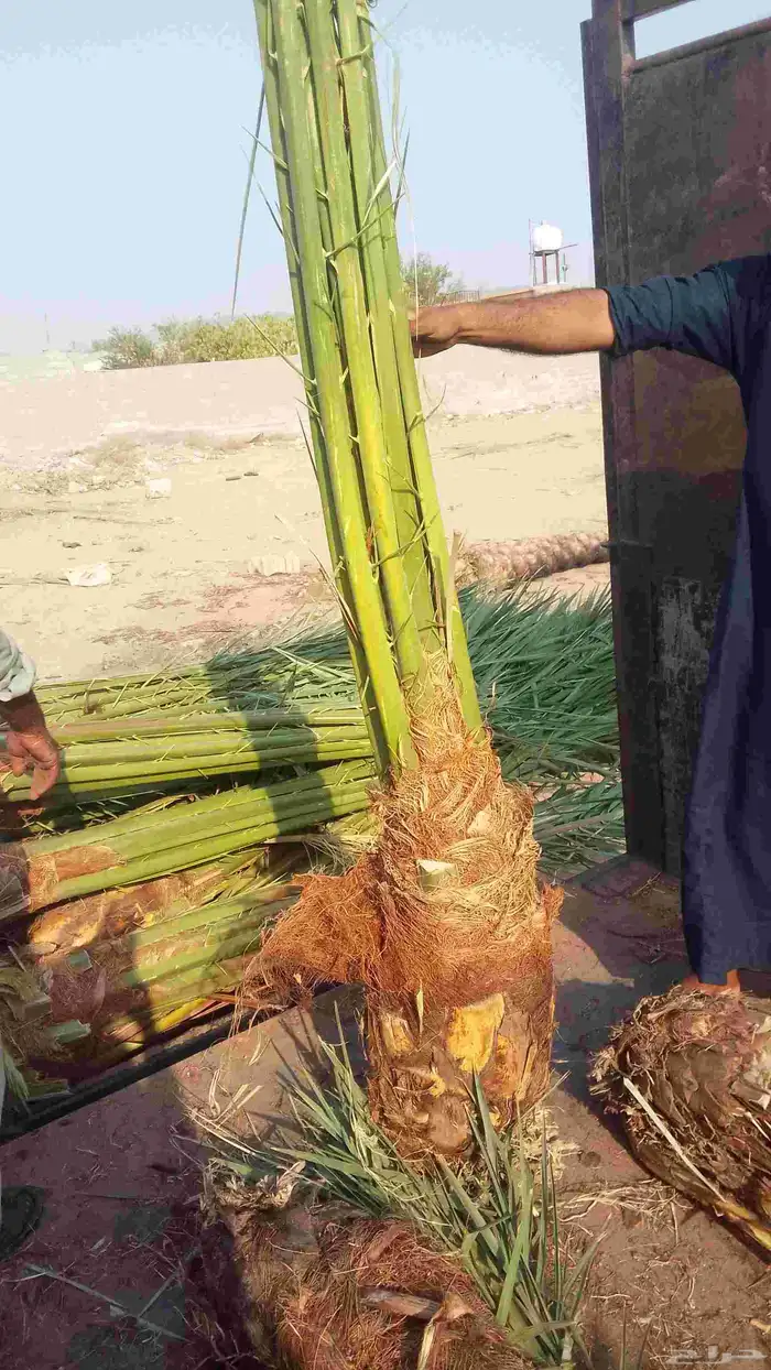 يوجد لدينا نخل للبيع ونوايع فاخره علا جميع المقاسات 6