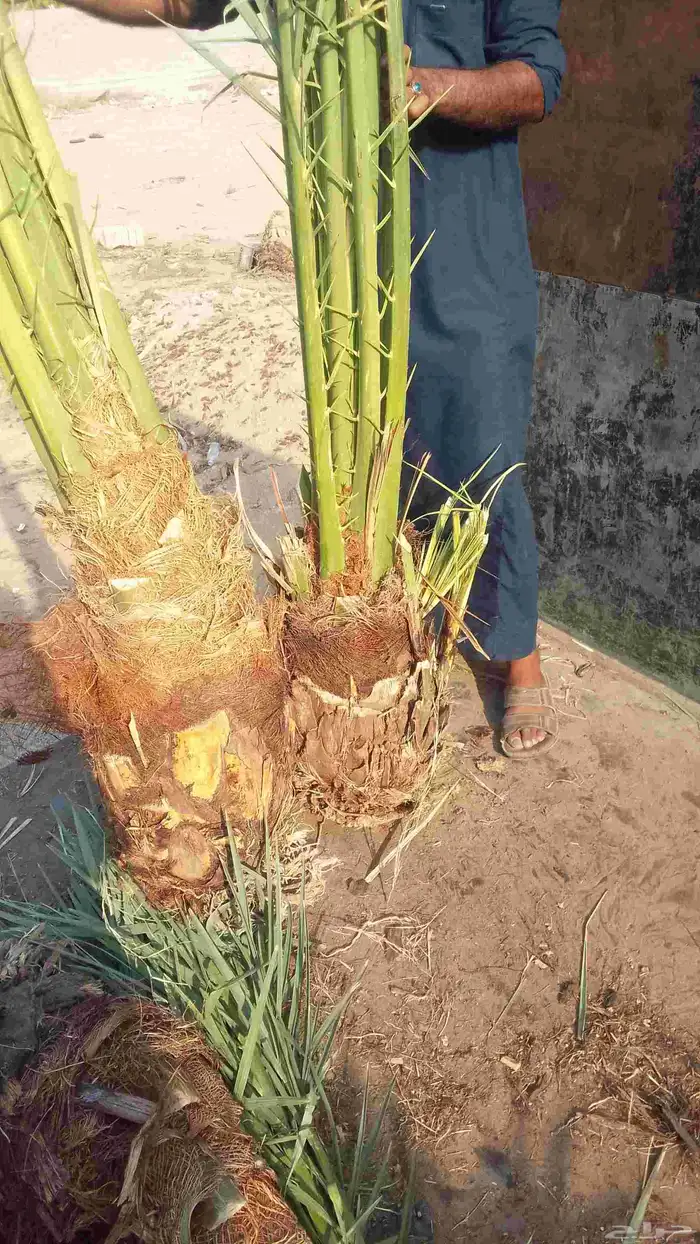 يوجد لدينا نخل للبيع ونوايع فاخره علا جميع المقاسات 8