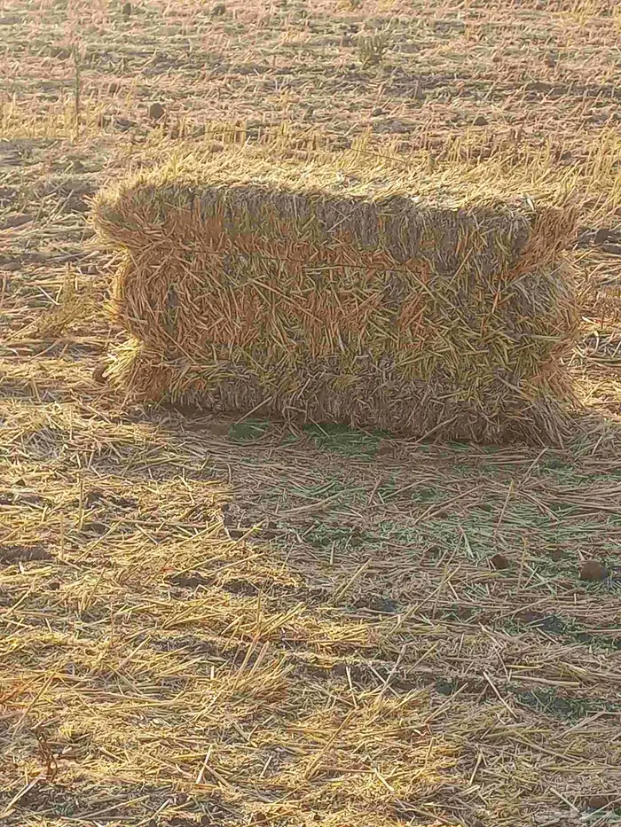 تبن قمح بر ناعم من طبرجل 4