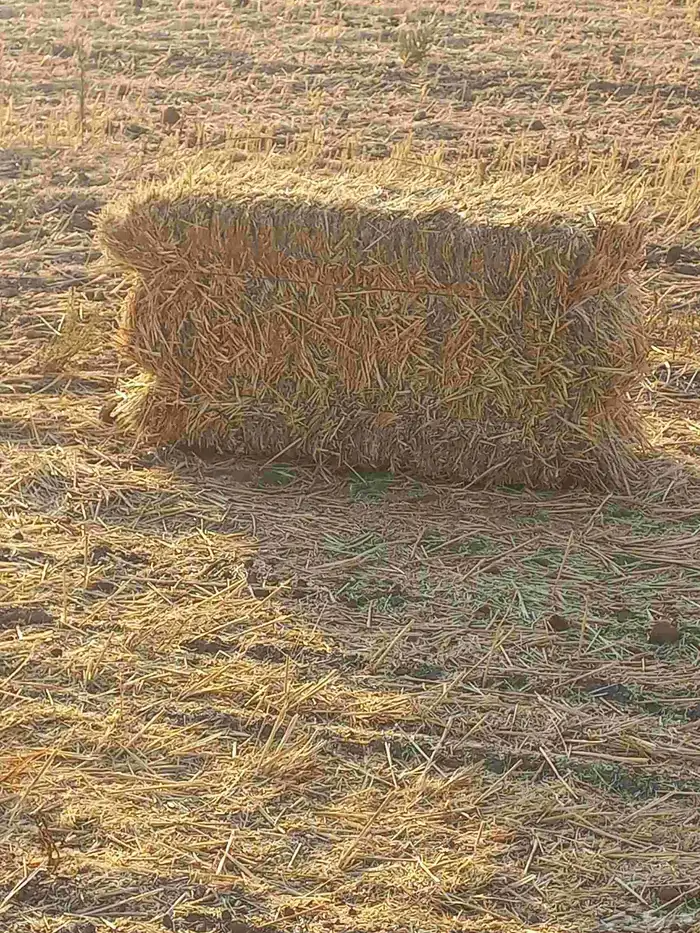 تبن قمح بر ناعم من طبرجل 5