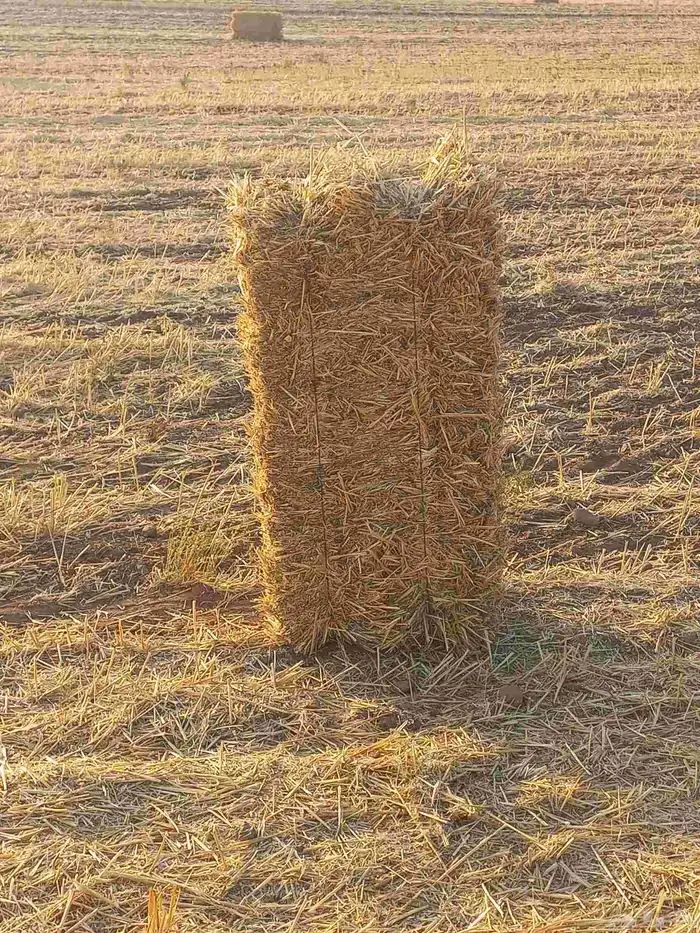 تبن قمح بر ناعم من طبرجل 7