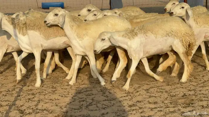 غنم حريات رخال جدعات 0