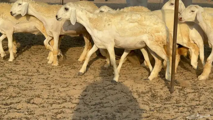 غنم حريات رخال جدعات 6