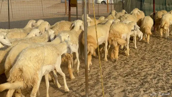 غنم حريات رخال جدعات 4