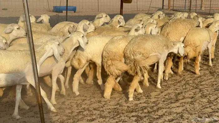 غنم حريات رخال جدعات 8