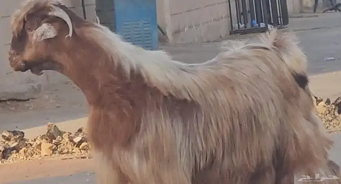 الفحل القادم عارضي نادر أصفر أصمع سلالة حليب وافر.. 1