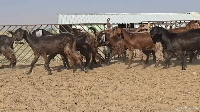ماعز دهم وحمر 2