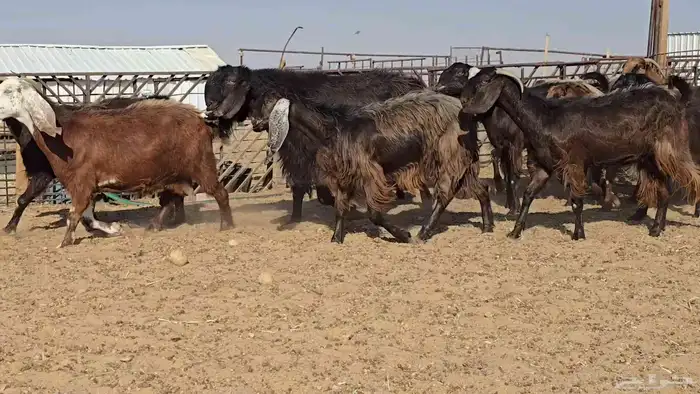 ماعز دهم وحمر 1