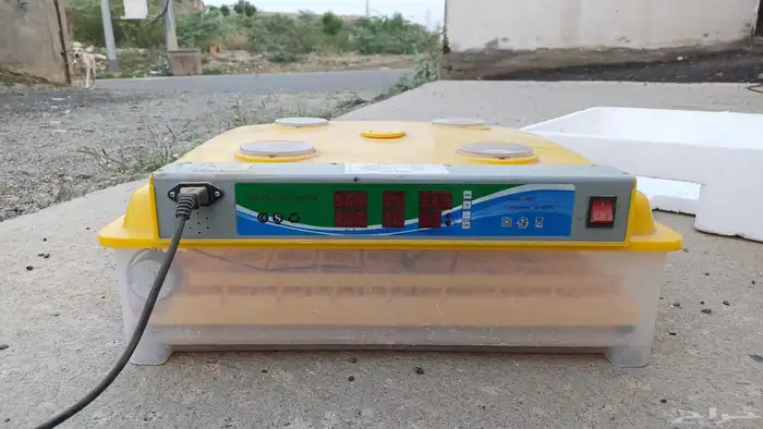 حاضنة بيض الدجاج على السوم 2