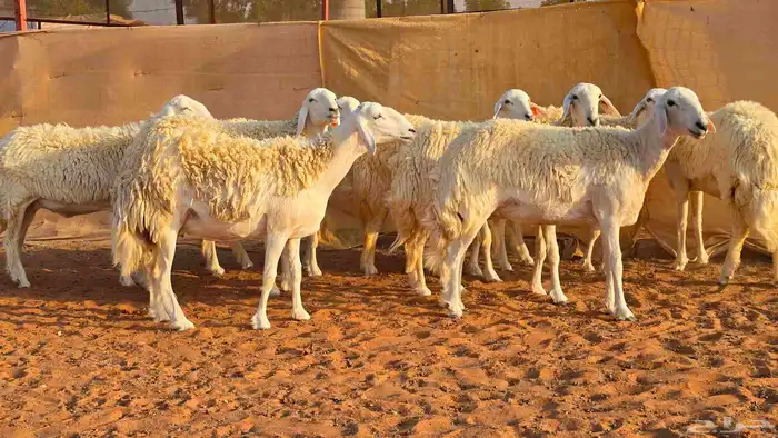 رخال فواخر صنف ( تم البيع ) 4