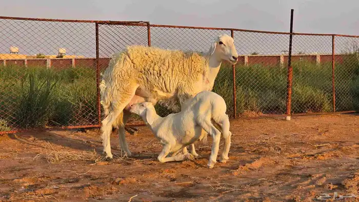 رخال فواخر صنف ( تم البيع ) 11