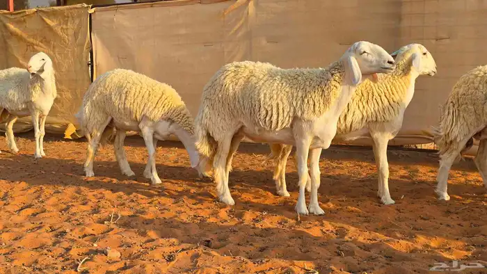 رخال فواخر صنف ( تم البيع ) 3