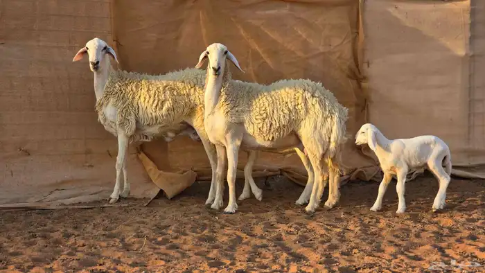 رخال فواخر صنف ( تم البيع ) 14