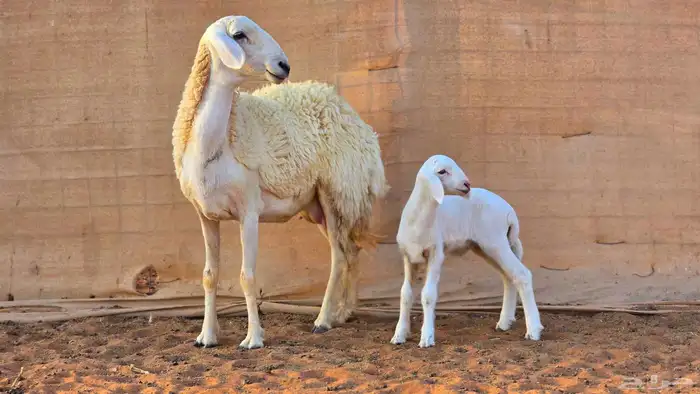 رخال فواخر صنف ( تم البيع ) 15