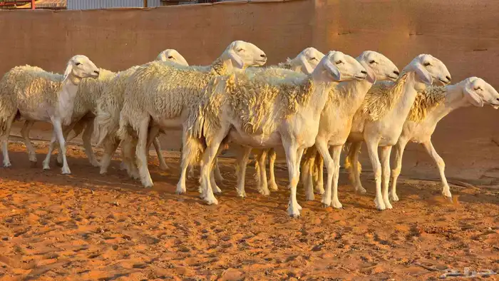 رخال فواخر صنف ( تم البيع ) 0
