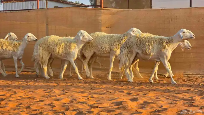 رخال فواخر صنف ( تم البيع ) 6