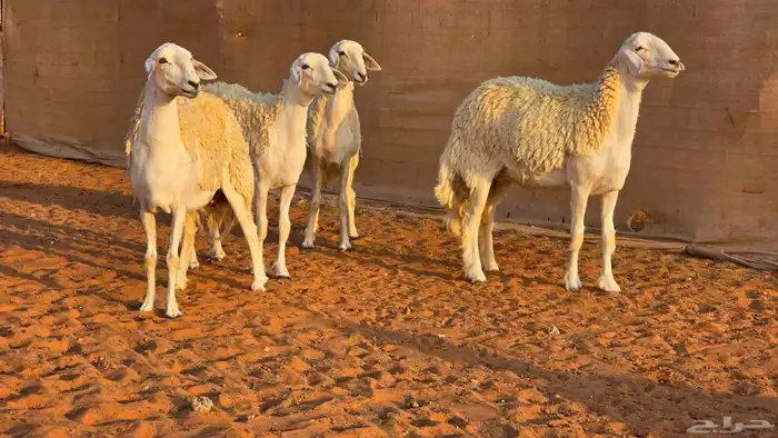 رخال فواخر صنف ( تم البيع ) 7