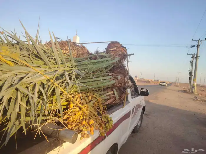 نخيل البيع متواجد في الرياض الشفاء ديراب المزحميه_الجلة_تبرا 0