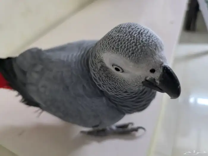 بغباء كاسكو افريقي انثى 4