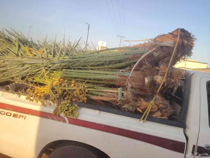 نخيل البيع متواجد في الرياض الشفاء ديراب المزحميه_الجلة_تبرا 2