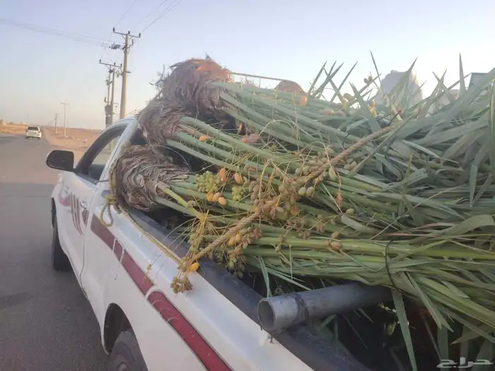 نخيل البيع متواجد في الرياض الشفاء ديراب المزحميه_الجلة_تبرا 1