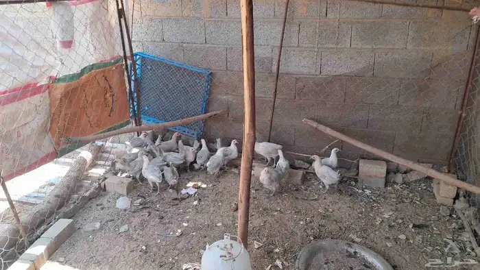 دجاج فيومي جمد 1