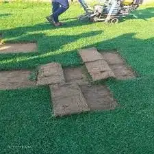 تكريب نخل تلقيح نخل أشجار مثمرة زرع طبيعي 4