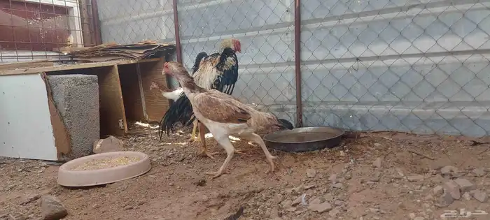 طقم شامو ياباني تم البيع 4
