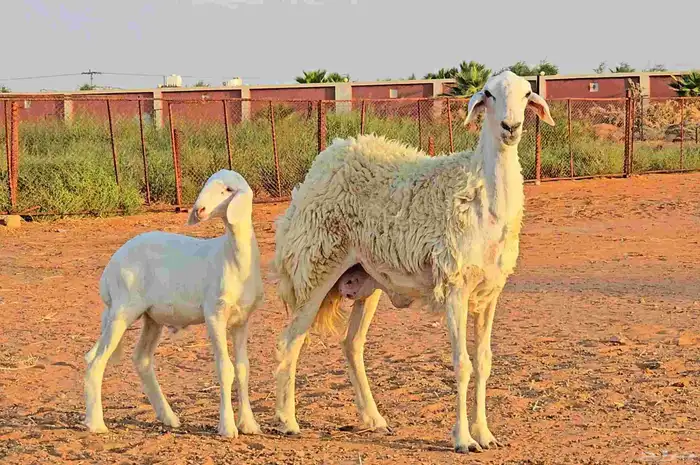 رخال فواخر صنف ( تم البيع ) 13