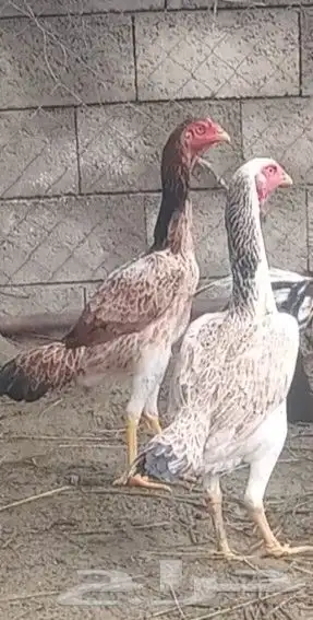 دجاج شامو ياباني 0