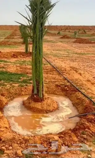 يوجد لدينا جميع انواع النخيل وجميع المقسات المختلفه الدمام ا 0