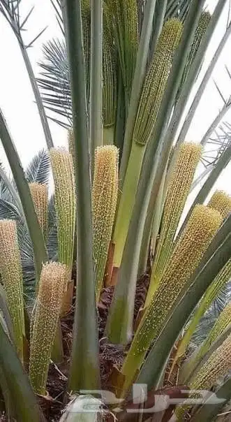 تكريب نخل تلقيح نخل أشجار مثمرة زرع طبيعي 0