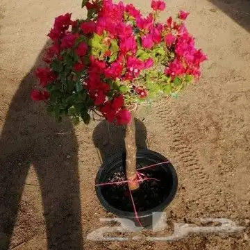 تنسيق حدائق جده ومكه 33