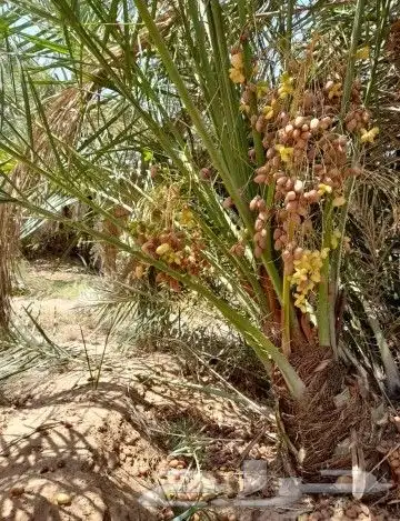 يوجد لدينا جميع انواع النخيل وجميع المقسات المختلفه الدمام ا 2