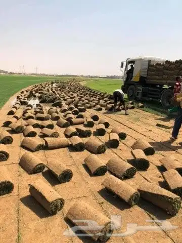 ثيل طبيعي عشب طبيعي 2