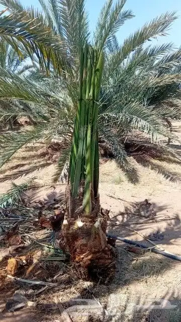 يوجد لدينا جميع انواع النخيل وجميع المقسات المختلفه الدمام ا 1