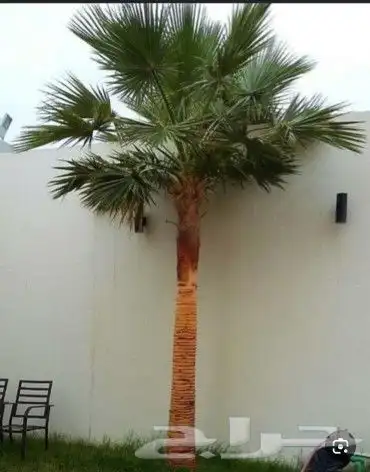يوجد لدينا جميع انواع النخيل وجميع المقسات المختلفه الدمام ا 7