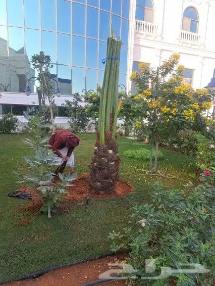 يوجد لدينا جميع انواع النخيل وجميع المقسات المختلفه الدمام ا 3