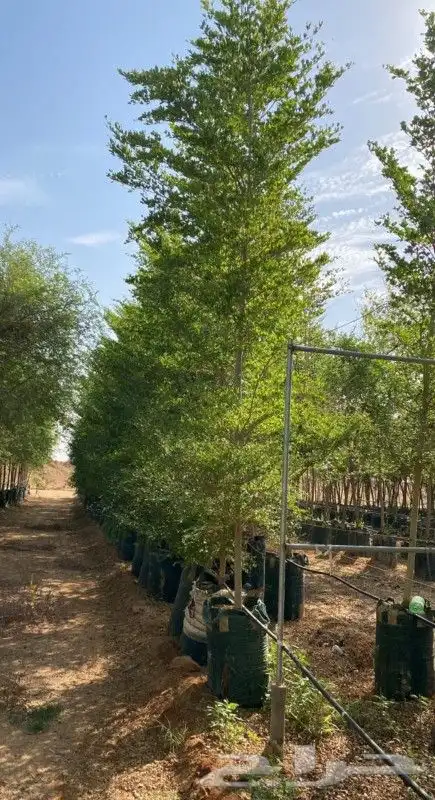 يوجد لديناء شجر الترمناليا وأشجار الزيتون وشجر الظل والأشجار 0