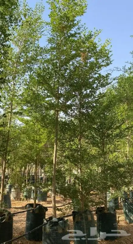 يوجد لديناء شجر الترمناليا وأشجار الزيتون وشجر الظل والأشجار 1