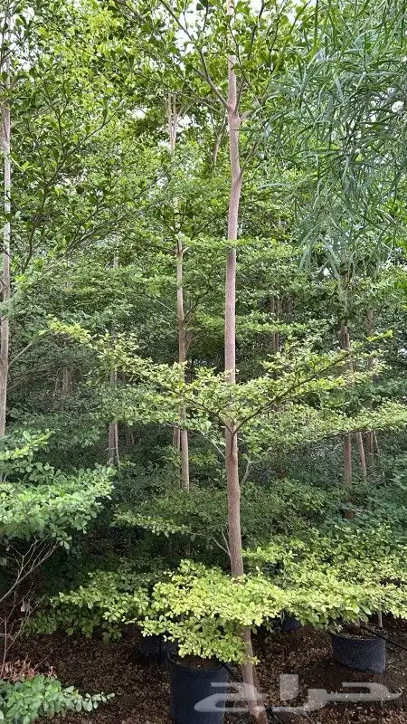 يوجد لديناء شجر الترمناليا وأشجار الزيتون وشجر الظل والأشجار 2