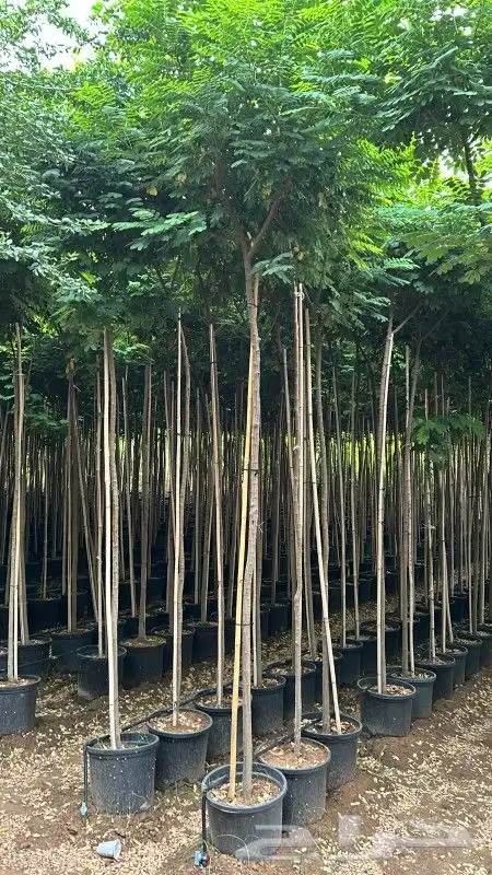 يوجد لديناء شجر الترمناليا وأشجار الزيتون وشجر الظل والأشجار 3