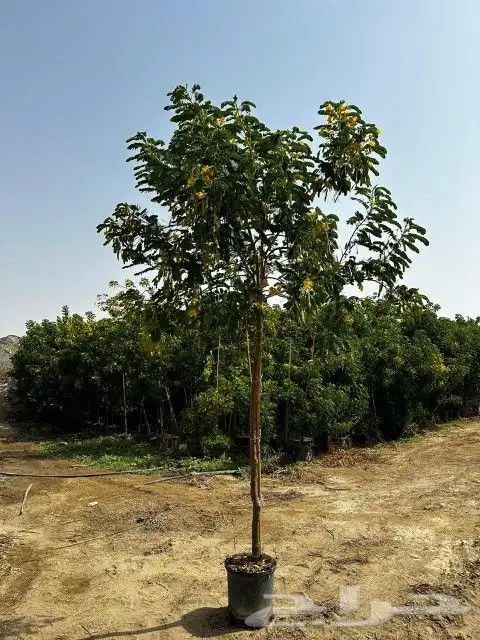 يوجد لديناء شجر الترمناليا وأشجار الزيتون وشجر الظل والأشجار 4
